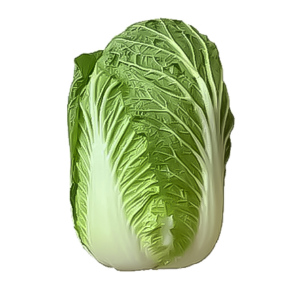 Napa Cabbage