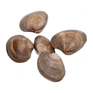 Clams